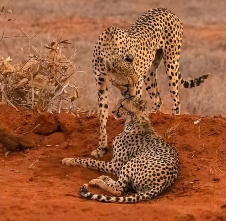 4 GG Tsavo Est, Amboseli e Tsavo Ovest